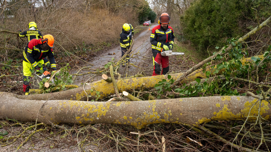 dpa - Sturmschäden auf der Insel Rügen: Allein im Landkreis Vorpommern-Rügen musste die Feuerwehr zu zahlreichen Einsätzen ausrücken.