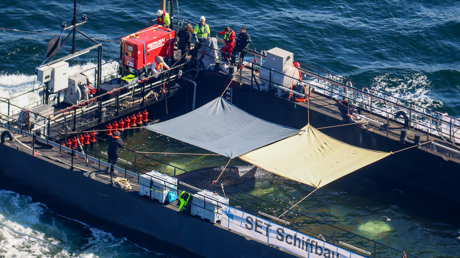 Buckelwal Timmy erreicht Nordsee – letzte Etappe der Rettung beginnt — image 6