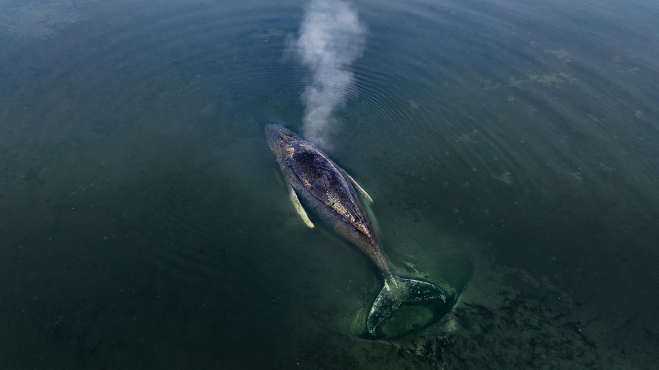 Wal verirrt sich vor Ostseeküste: Chronologie der Ereignisse