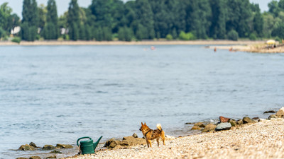 Drei Badetote bei Biblis, ein Toter an Badesee in Heddesheim